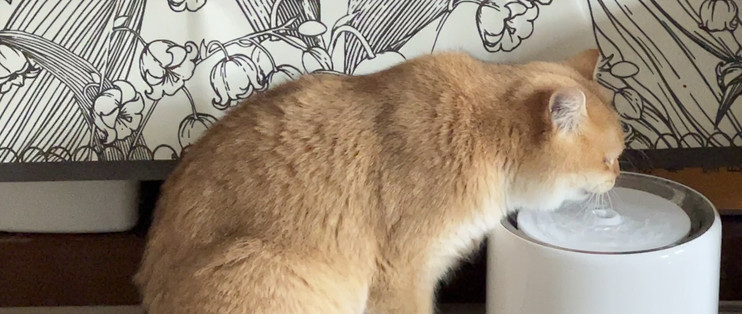猫咪总用脑袋轻轻顶你手？原来是求你摸摸表达亲近呀