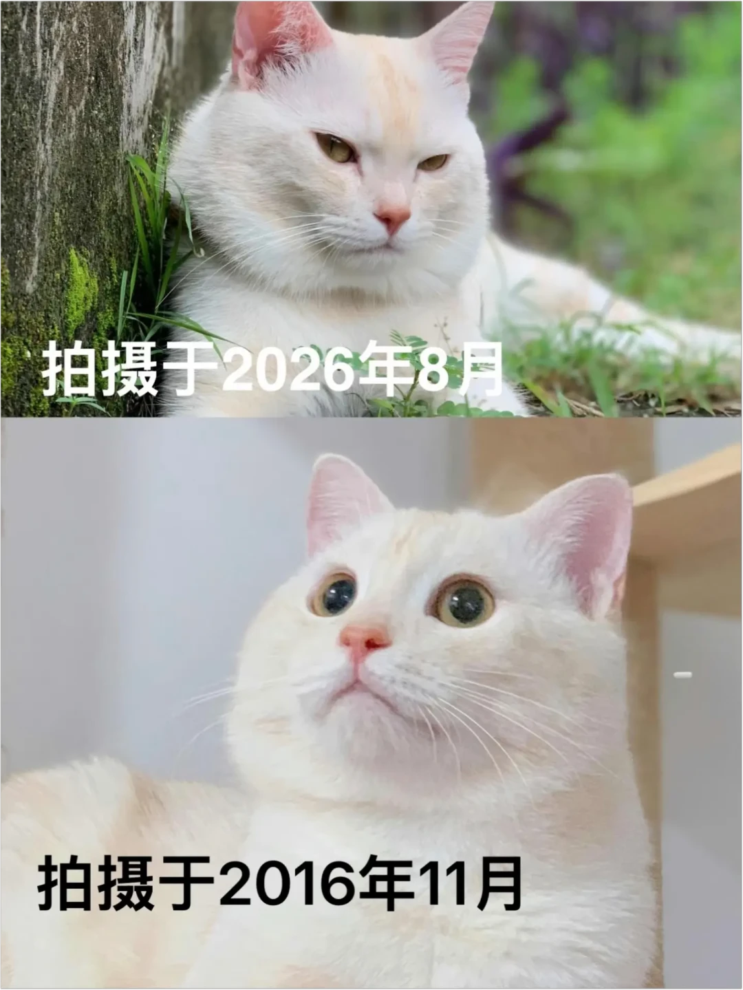 老猫半夜嚎叫,884赞的高票答案是一盏小夜灯:先分清3种叫法,再决定安抚还是去挂号