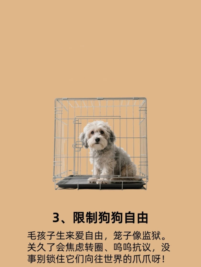 狗狗