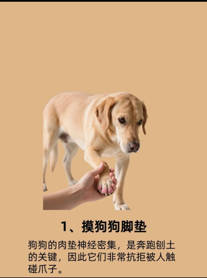 狗狗