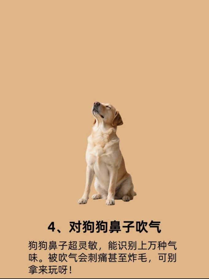 狗狗