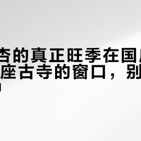 寺庙银杏的真正旺季在国庆后：对齐13座古寺的窗口，别等"黄了"再冲