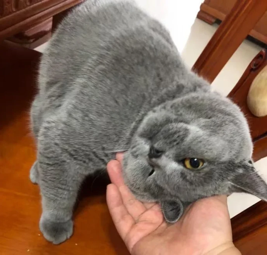 家里三个猫薄荷球吊都不吊,先别怀疑假货:100只猫的实验里,无感的那些约四分之三被木天蓼救了回来