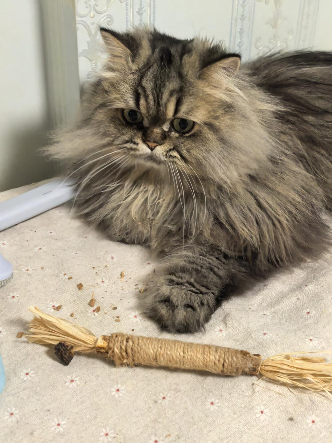 家里三个猫薄荷球吊都不吊,先别怀疑假货:100只猫的实验里,无感的那些约四分之三被木天蓼救了回来
