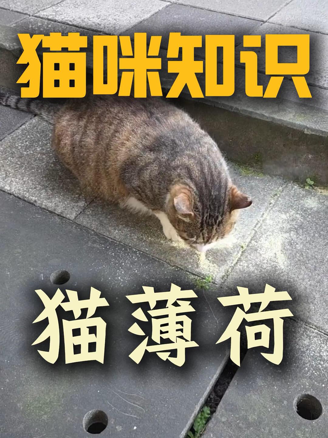 家里三个猫薄荷球吊都不吊,先别怀疑假货:100只猫的实验里,无感的那些约四分之三被木天蓼救了回来