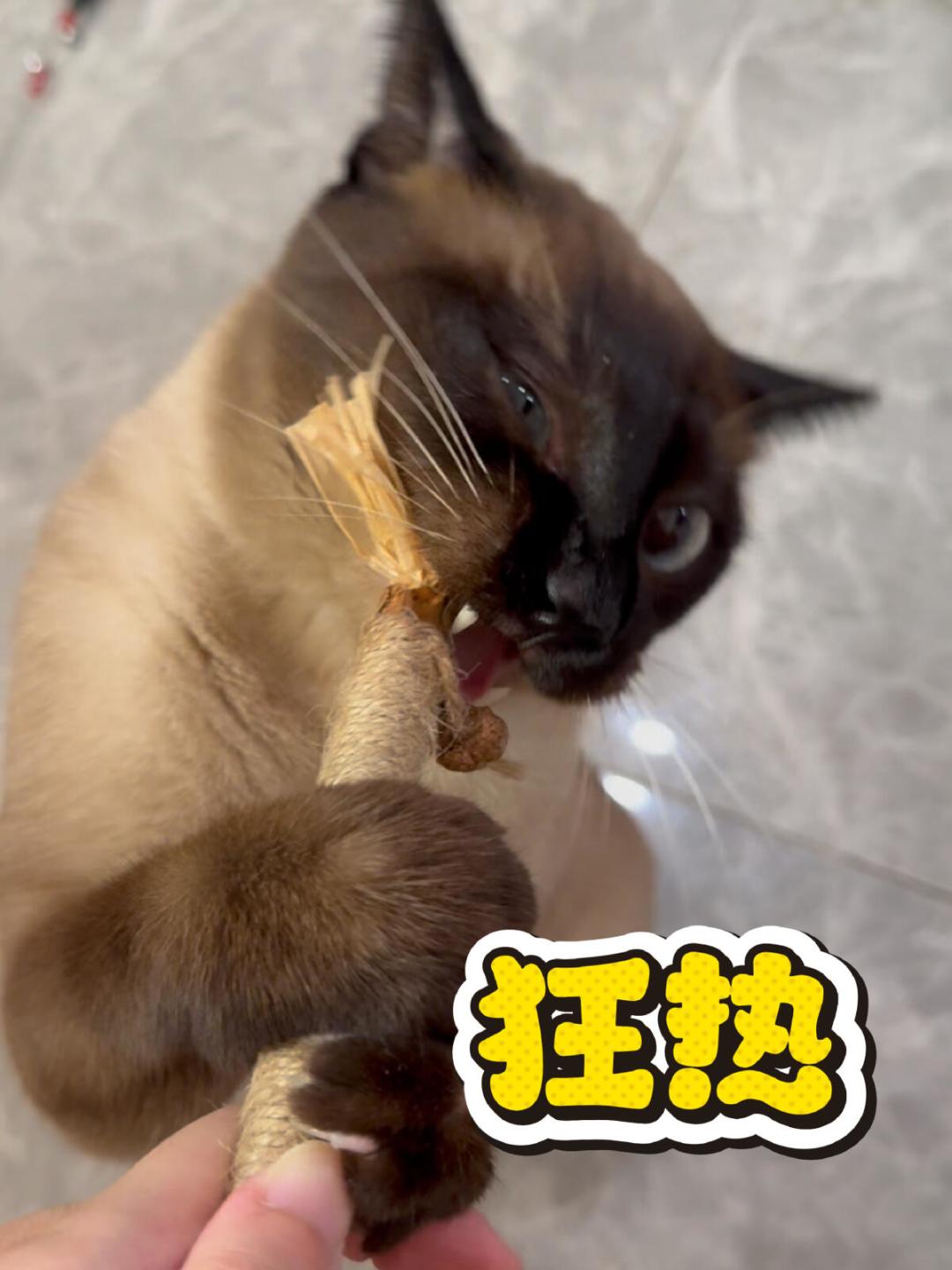 家里三个猫薄荷球吊都不吊,先别怀疑假货:100只猫的实验里,无感的那些约四分之三被木天蓼救了回来