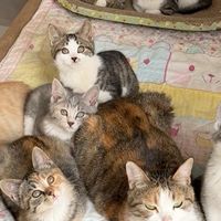 救助安置、猫砂观察 | 养猫10.6日报