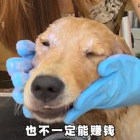 安全修毛与造型实录 | 萌宠美容10.6日报