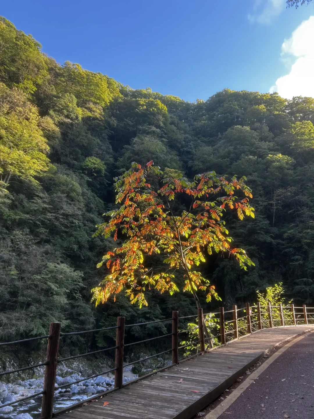 别急着骂这趟国庆挤亏了,也别急着赌“节后一定便宜”:对完交通有洼地、住宿半有、景区从不甩的机制账,对完返程10月6、7日价格铁板而节后第一周是谷底、10月中下旬秋色线又回头的时点账,对完北京-成都1140掉到500、北京-首尔2680掉到870、赏秋线节后普降15%—35%的成本账——这笔“节后错峰游”的钱先算3本账,3类人今明动手,2类别折腾
