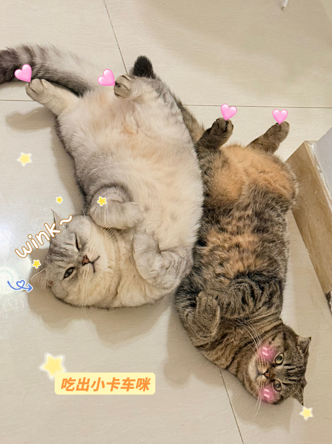猫粮