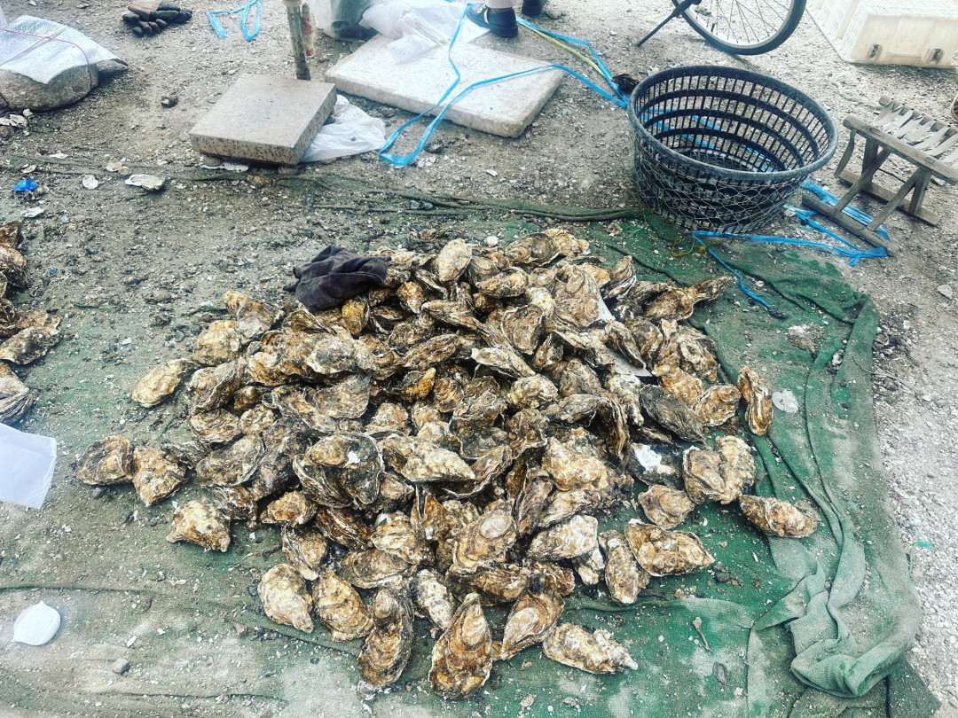 同一个摊10块给别人6个蚝、给你4个:乳山银滩开海吃蚝账,现场、线上、季节一次算清