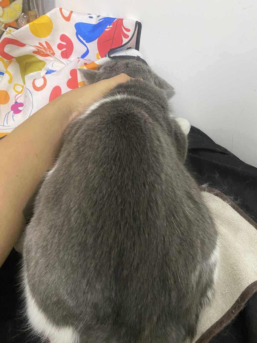 上门洗猫在成都刷屏,合肥那个把猫剪伤还怪