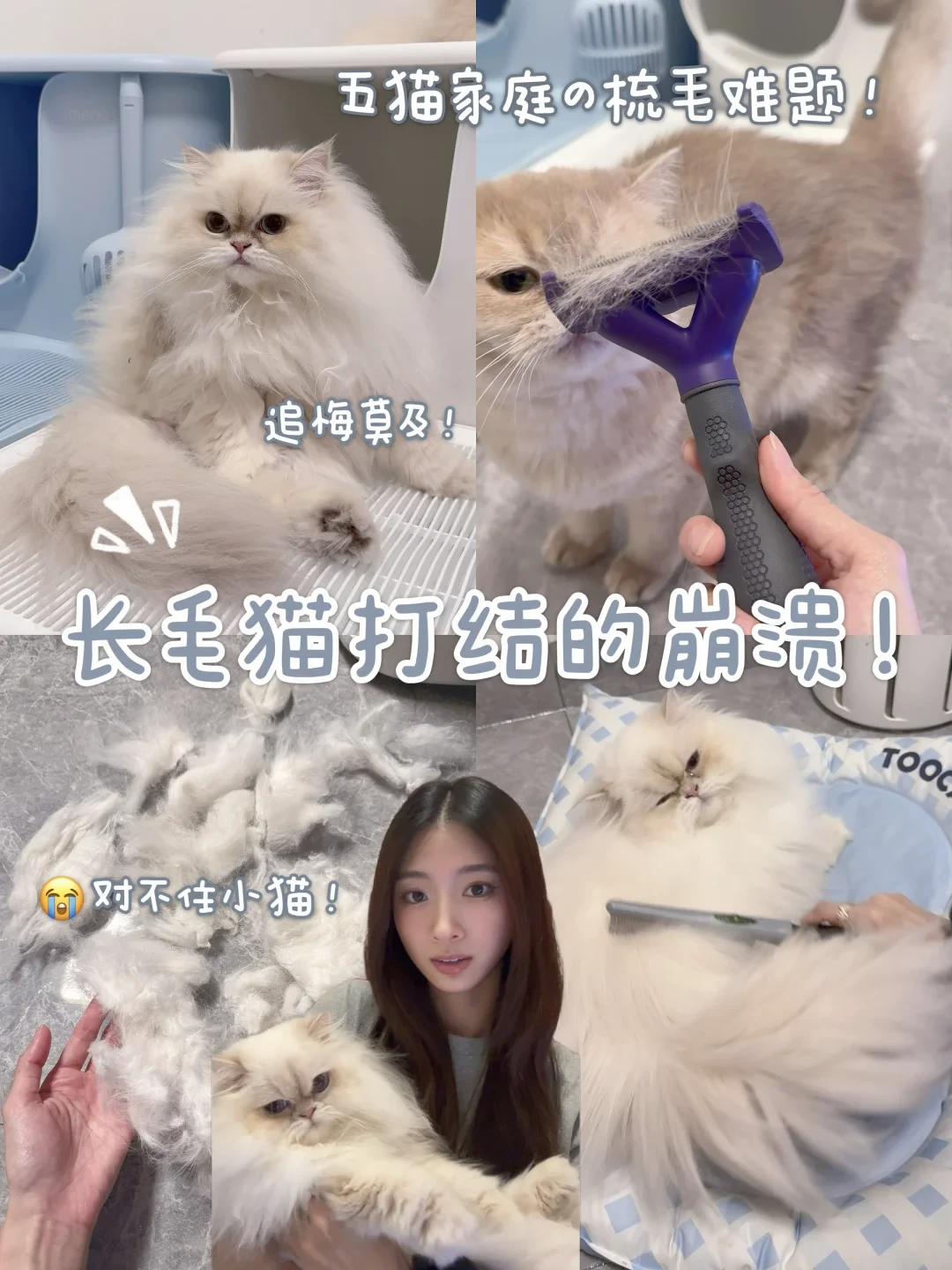 19条“推子”最新帖里12条是种草模板:翻完4平台300多条帖,秋季换毛“梳、剃、开结”三笔账我分了诊