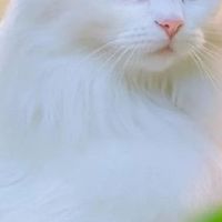 你家猫突然反常安静不动？别大意，多半是身体难受了