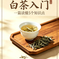 白茶入门｜看懂这5点，买茶不花冤枉钱