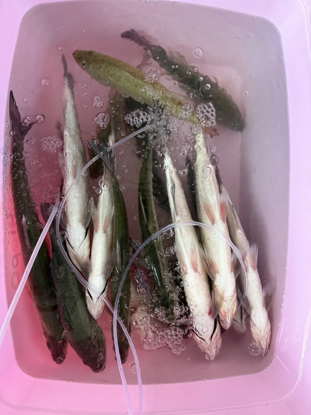 「盘老板」视频开始自标