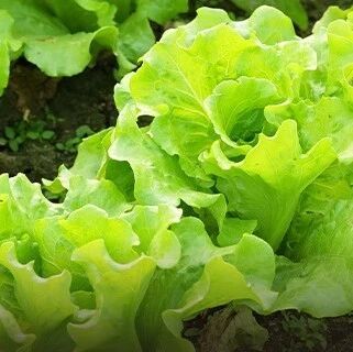 从卖房到年入10亿，亚洲“生菜大王”：我读书，是为了做好一个农民