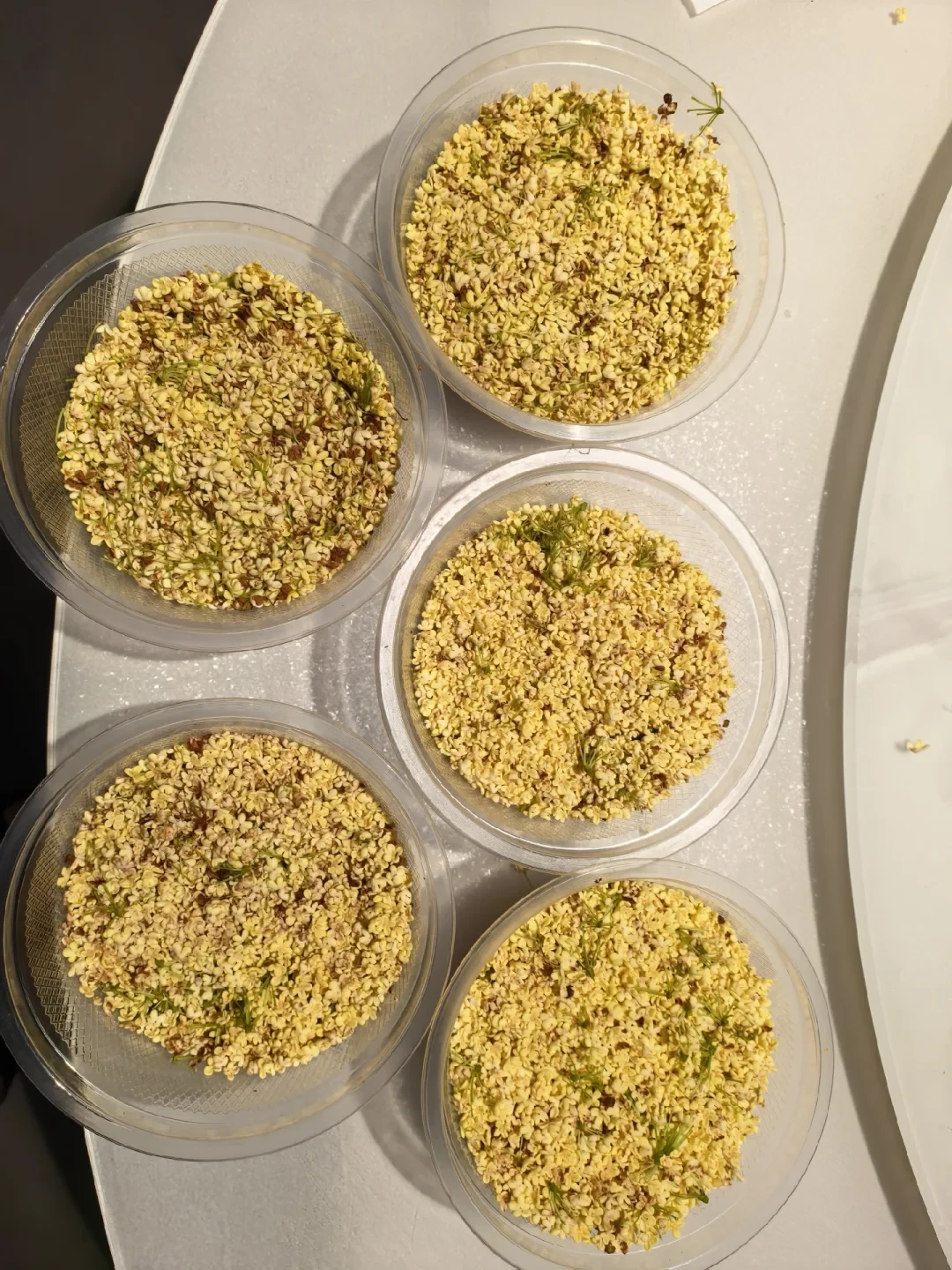 寒露桂花进入泡制窗口:全网一周12篇帖子正在吵这4件事,倒酒之前先把参数对清