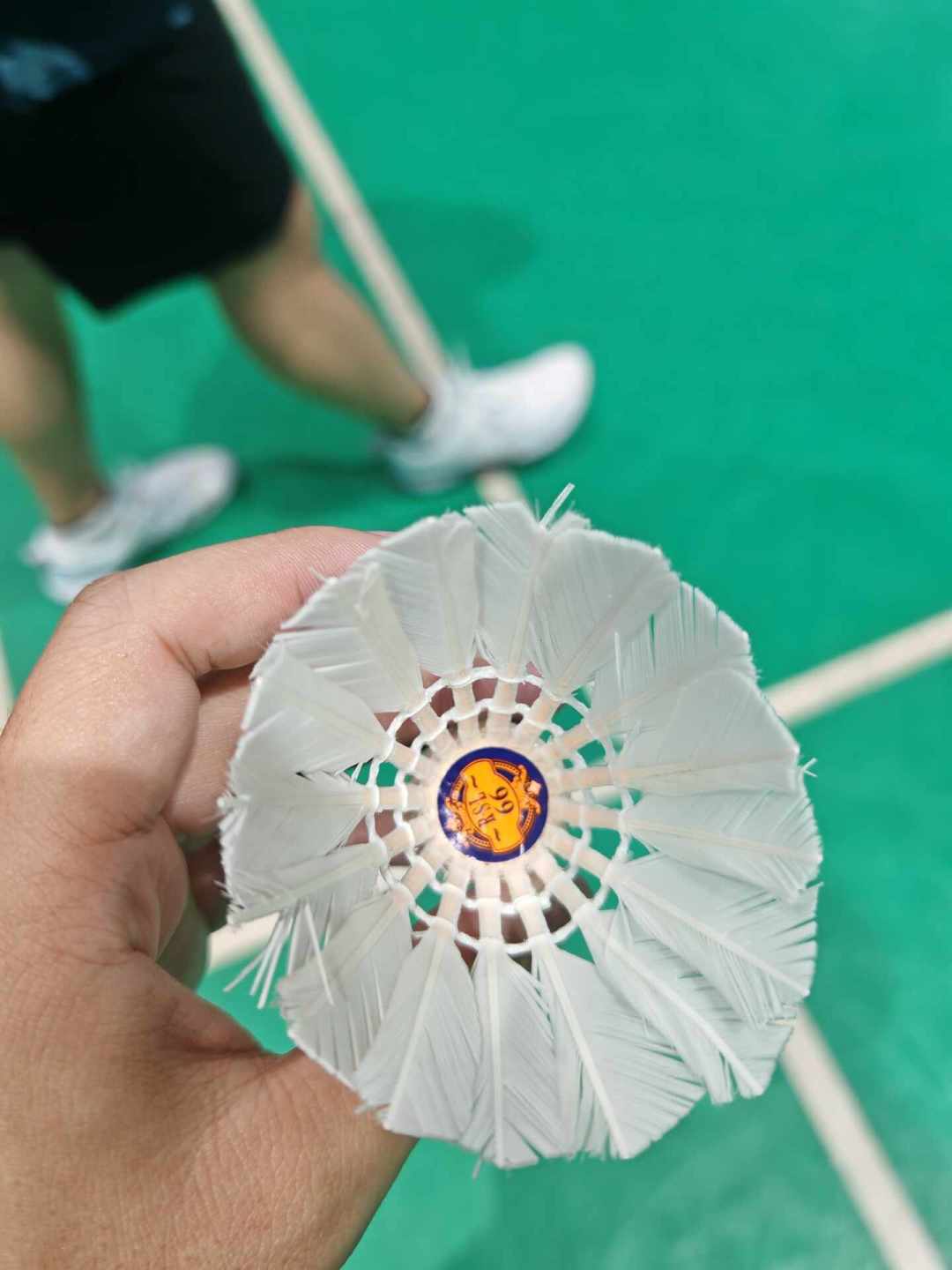 亚66也拼团开抢了:亚狮龙