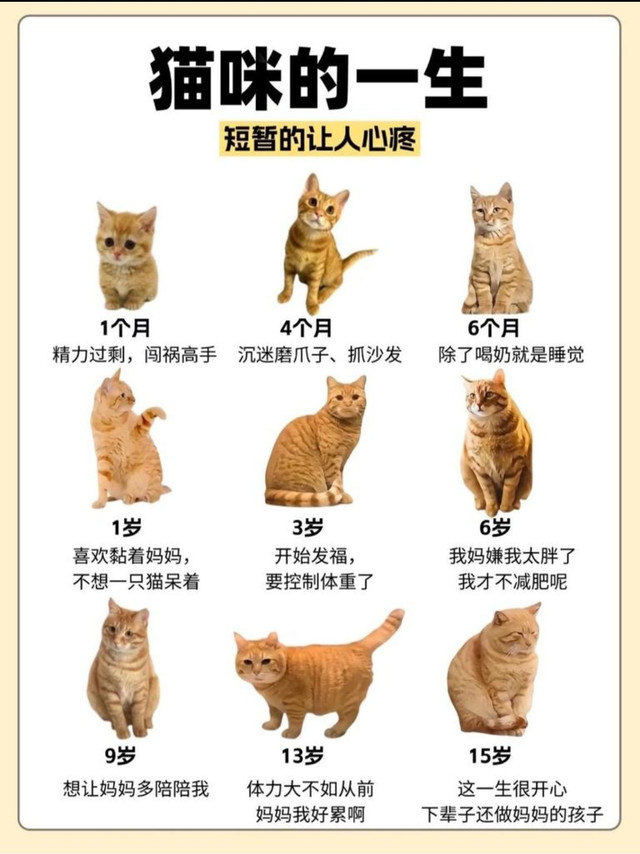 猫咪的一生｜短暂得让人心疼