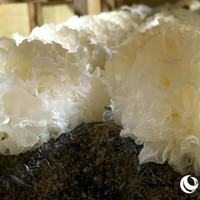 寒露交节撞上10.15预售开闸，"泡一夜才出胶"教程和"隔夜不能吃"疾控提醒同屏：把秋季第一笔滋补预算交给银耳前，先把安全、出胶、单价这三本账对完