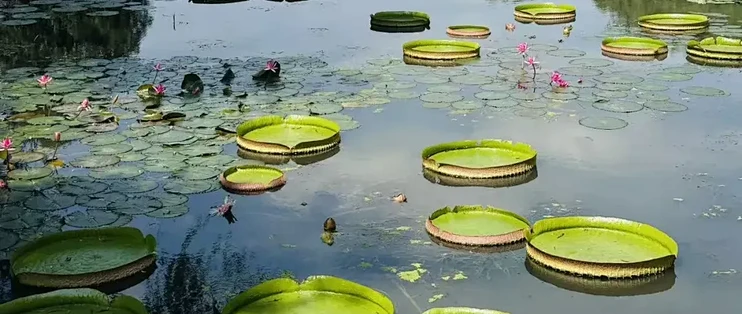 国庆上海辰山植物园游记