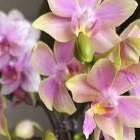 秋冬养蝴蝶兰，搞懂这3个温度，开花过冬两不误
