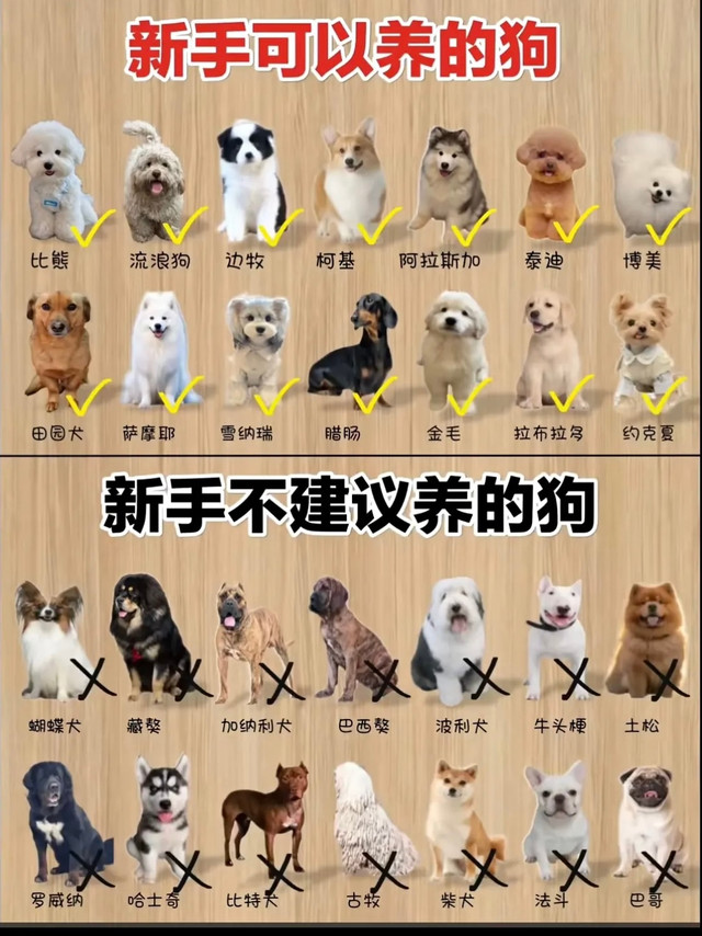 第一次养狗别瞎选！新手红黑榜看完再决定🐶