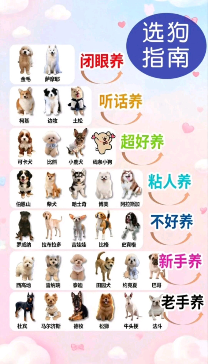 狗狗