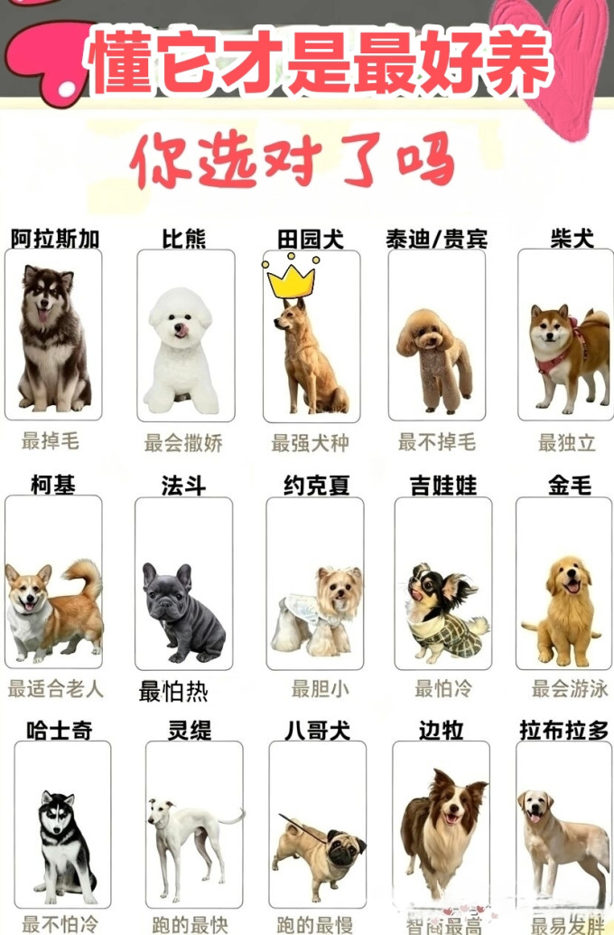 馋不腻狗狗干粮