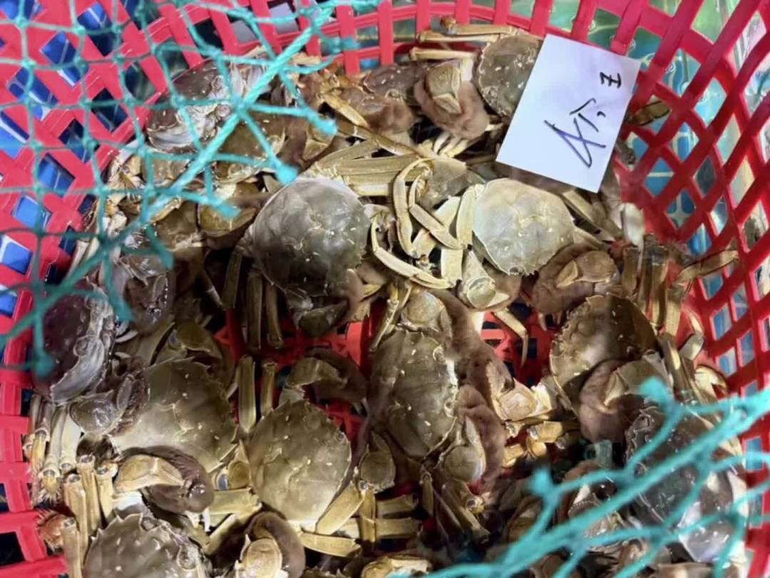 大闸蟹崩到5块一只?品质控别急着囤:这3种