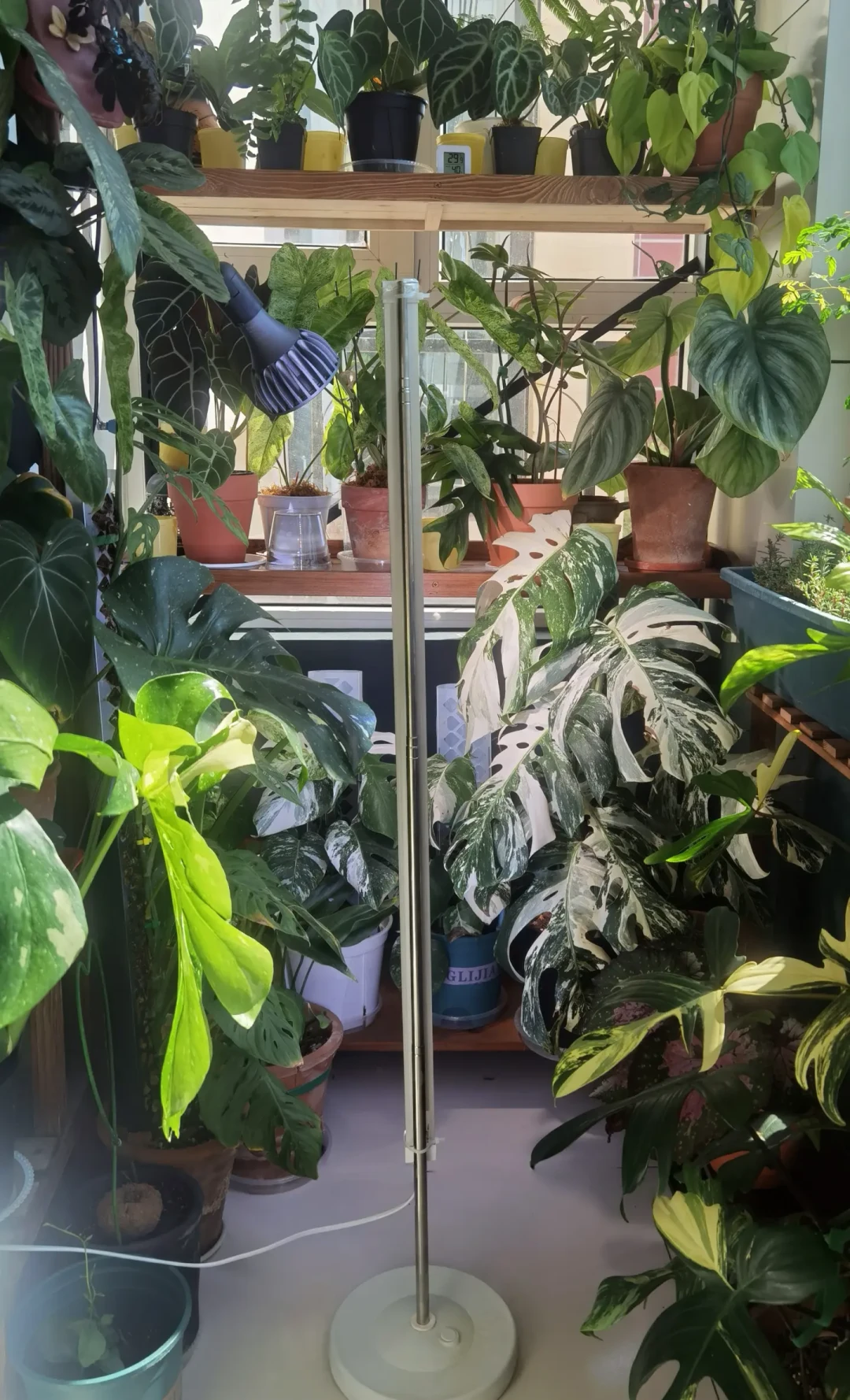 秋冬植物角变黑影,31元到3800元的补光灯,别买错档