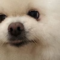 肥胖犬低脂狗粮怎么选？2026靠谱低脂狗粮选购清单推荐+FAQ