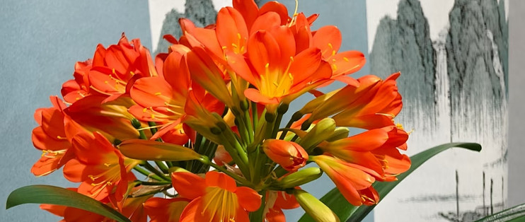 秋冬养君子兰5大致命禁忌，避开不烂根、冬天开满花