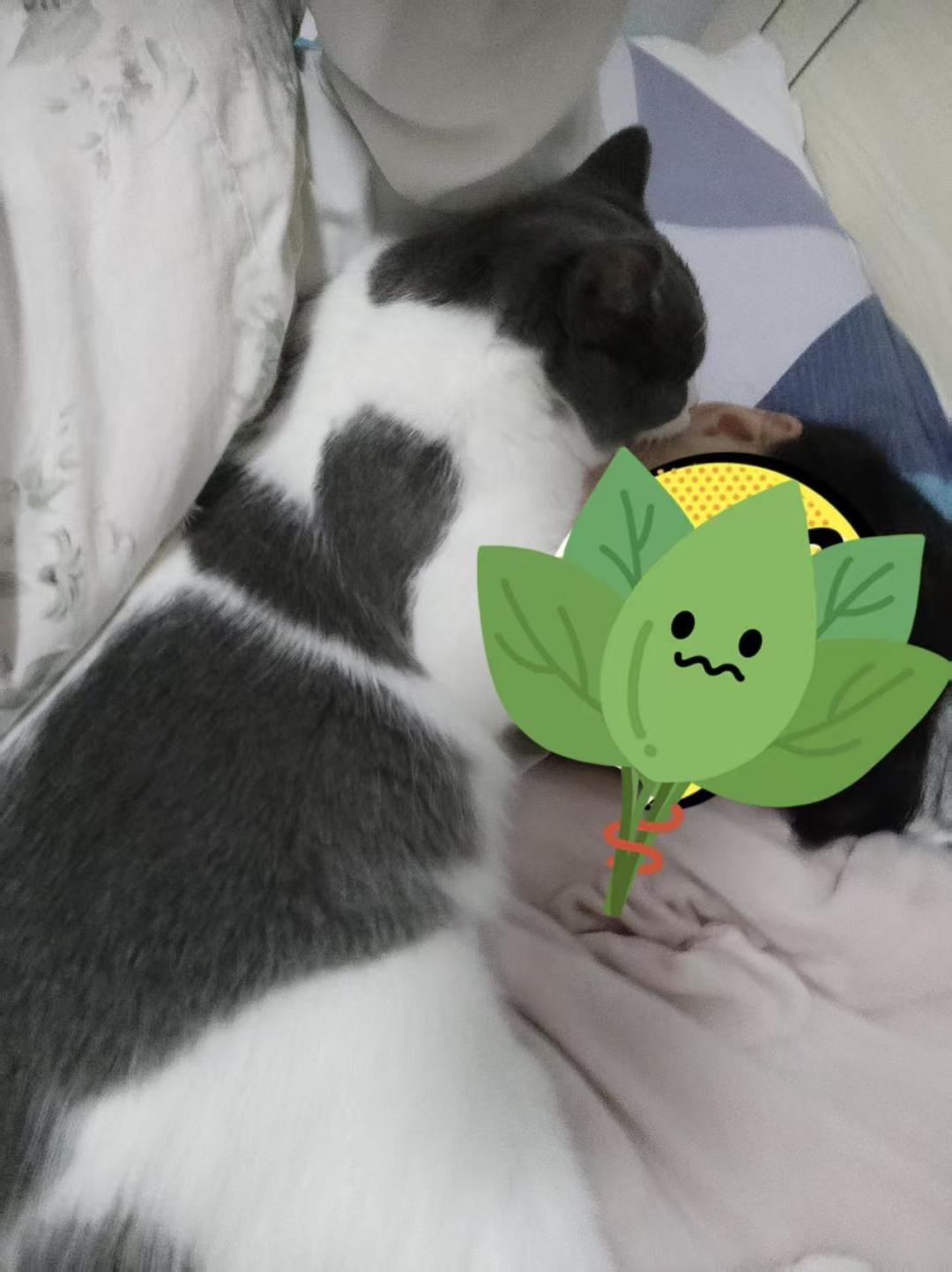 猫在你肚子上“揉面”,真不是把你当妈——它认的是安全感