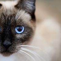 暹罗猫吃什么猫粮好？双十一囤什么猫粮？2026选猫粮指南+FAQ