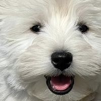 想给狗狗换烘焙狗粮该怎么选？2026高性价比烘焙狗粮选购参考+FAQ