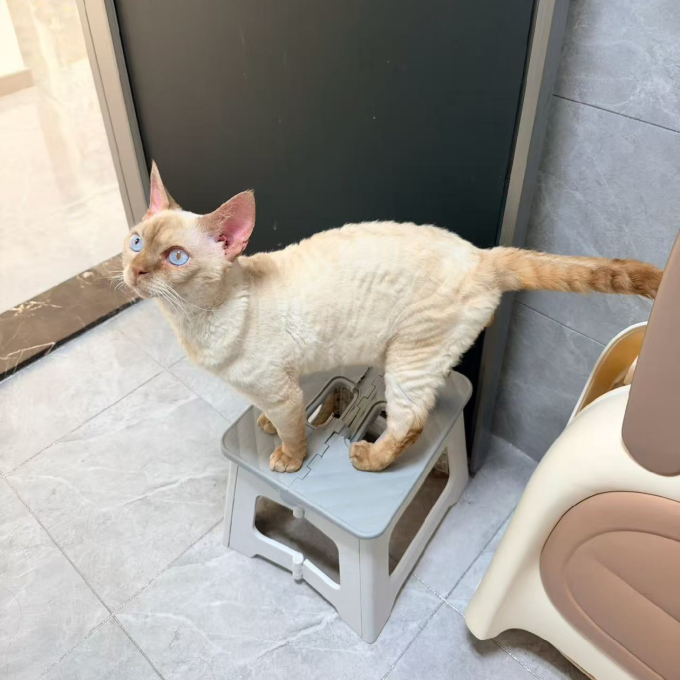 自然光环猫粮
