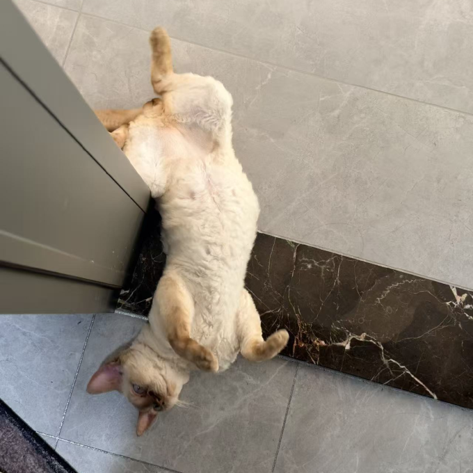 自然光环猫粮