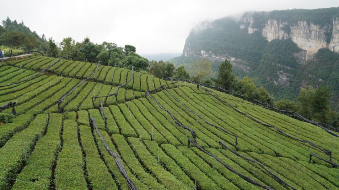 一点点红茶帖攒下5.6万赞:奶茶茶底和你买的红茶是同一类茶,双11入手前先算这3笔账