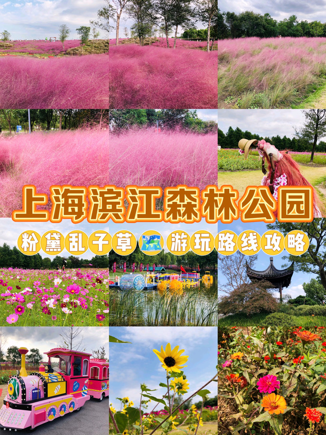 上海滨江森林公园🌻粉黛向日葵花海绝美~