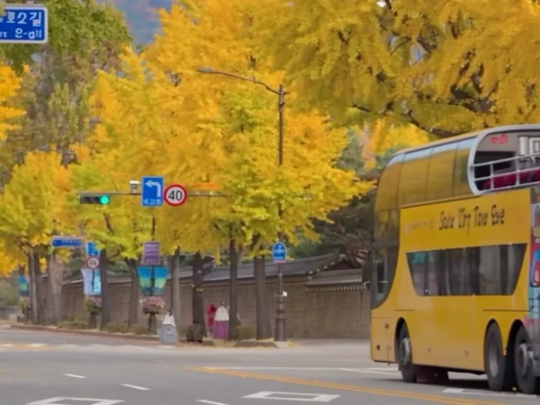韩国封神级别的秋天了开始了🍂