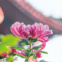 重阳10月18日逢周日:我对完全网343条重阳帖——73条引王维、“暗香盈袖”成了祝福模板,可这两首一首是17岁异乡乡愁、一首是独夜思夫;按场景的吉利话我给你排好了