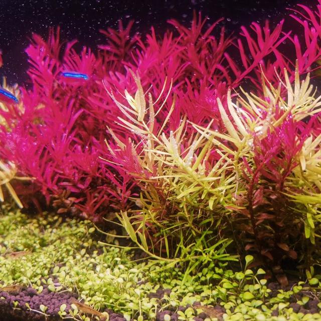 一缸能养鱼、养草、还能养珊瑚？尼特利X45 Ultra+的开缸实录，优点坑点都有