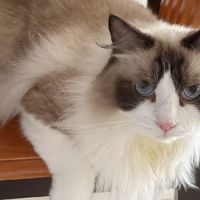 猫总软便？先别急着换粮——一份肠胃敏感猫的完整选粮排查指南