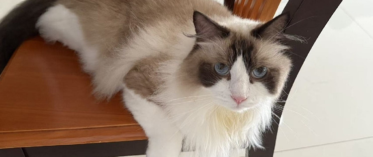 猫总软便？先别急着换粮——一份肠胃敏感猫的完整选粮排查指南