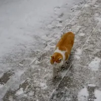 铲开猫砂，盆里却颗粒无收——这个冬天，别让猫的“水债”爆雷