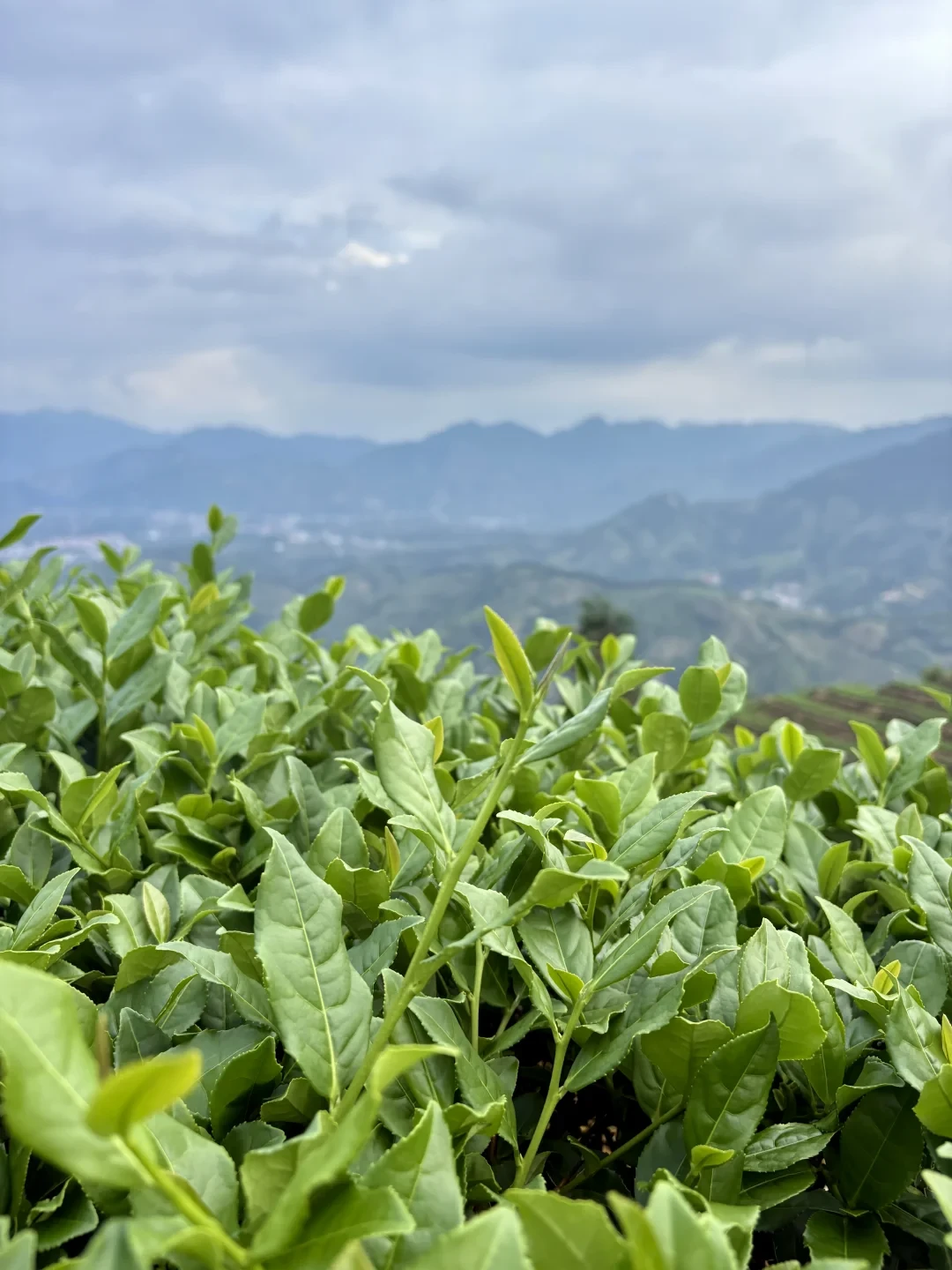 寒露一过,秋茶的香气就开始倒数:今年这批铁观音,是现在抢还是再等等