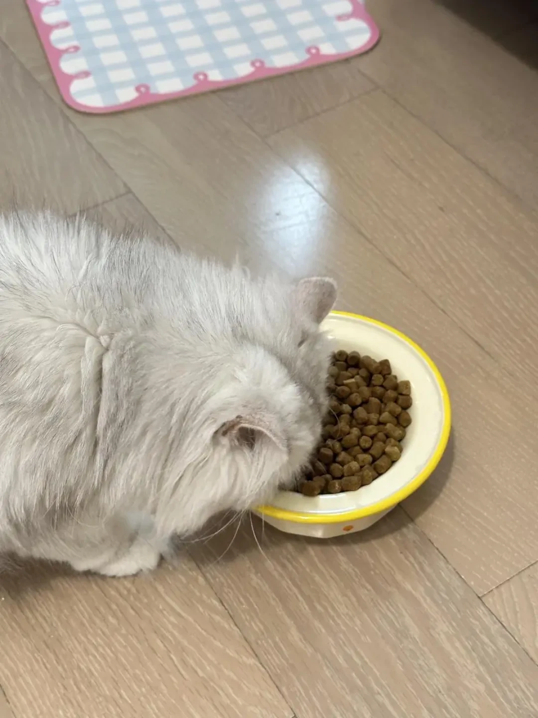 明天双11猫粮预售:先别追