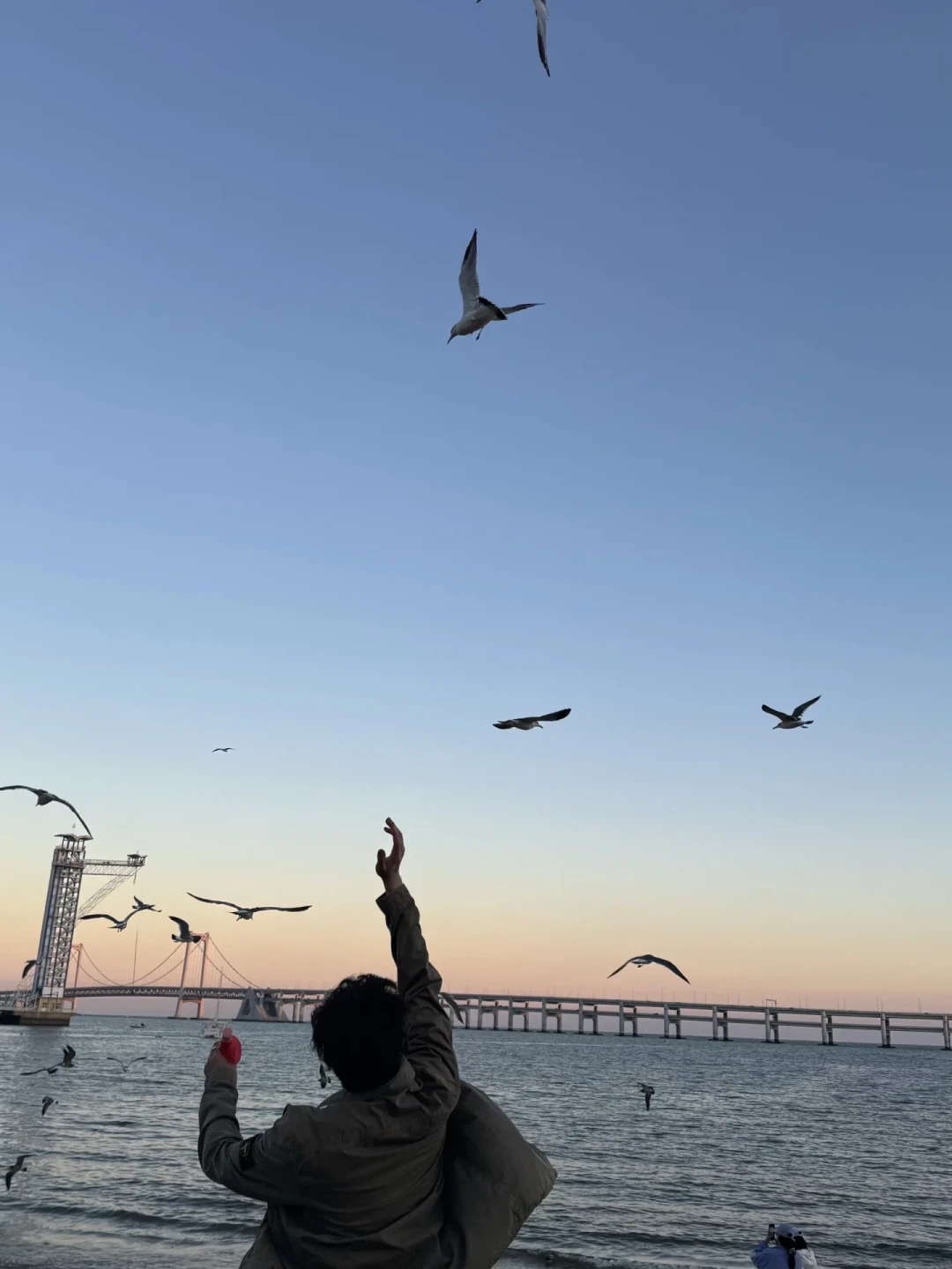 抵昆红嘴鸥已近千只:喂鸥别带面包火腿肠,三笔账算完再出门